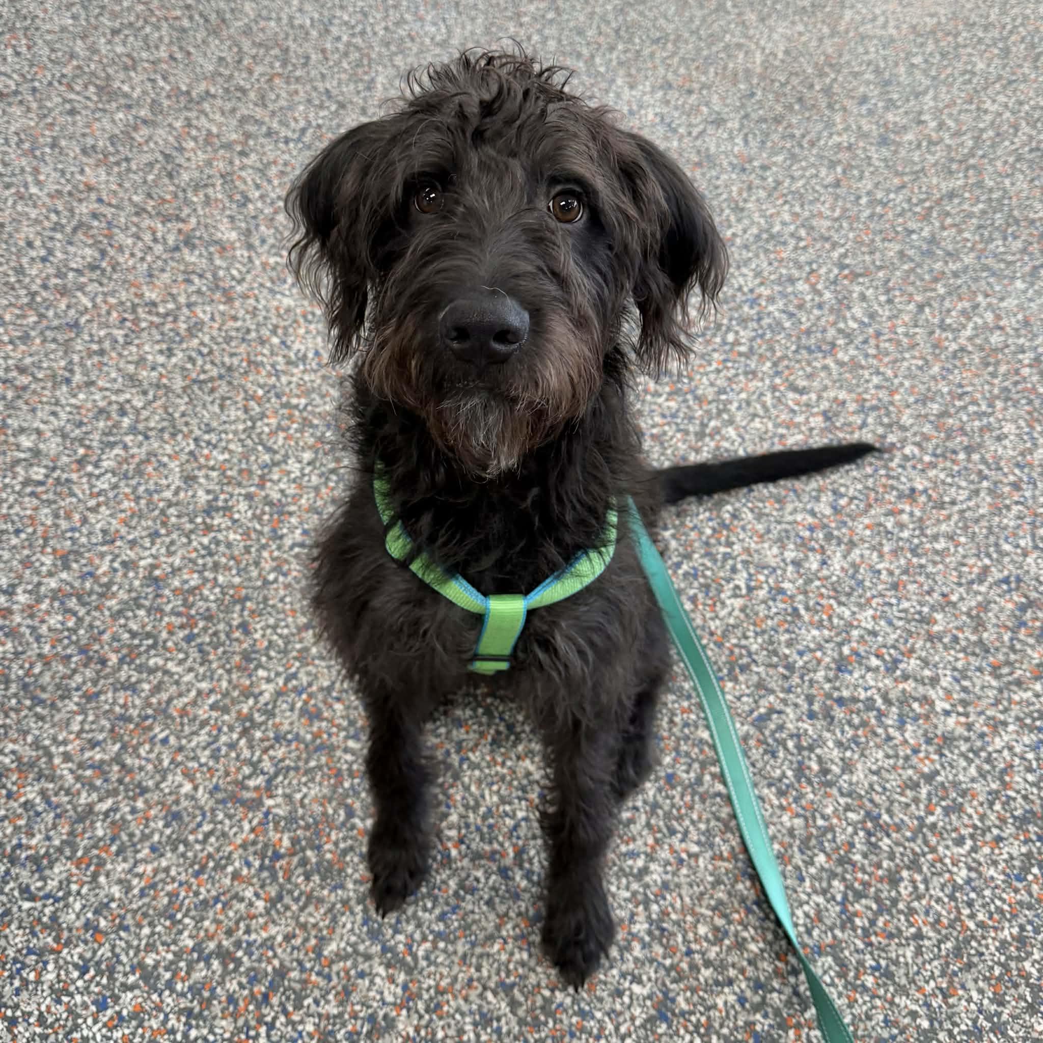 Enlarge Pluto, a ADOPTABLE mixed breed in Boulder, CO image 3/6