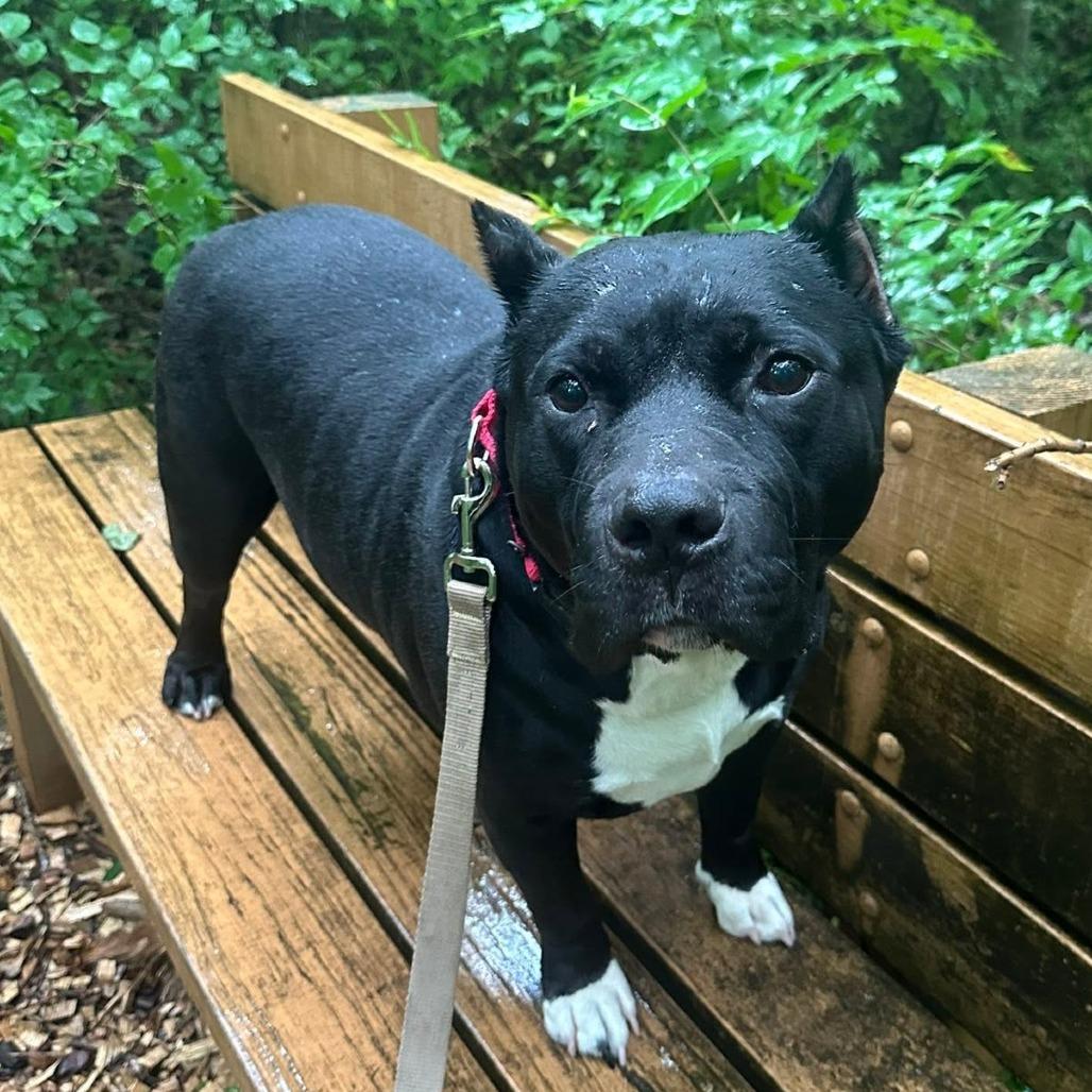 Bruce, Adoptable, Senior Male Mixed Breed.