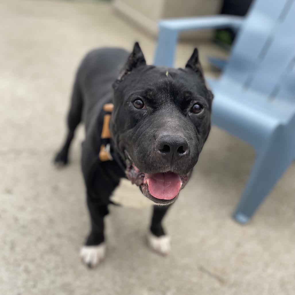 Bruce, a Adoptable Mixed Breed in Edwardsville, IL image 2/6
