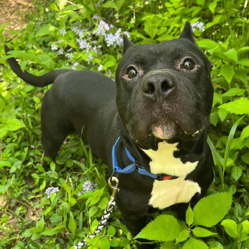 Bruce, a Adoptable Mixed Breed in Edwardsville, IL image 3/6