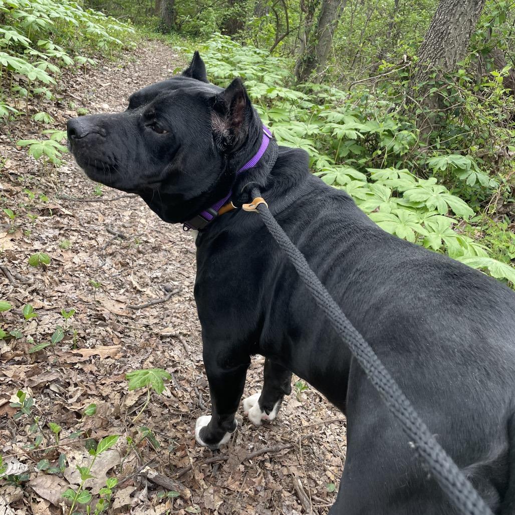 Bruce, a Adoptable Mixed Breed in Edwardsville, IL image 4/6