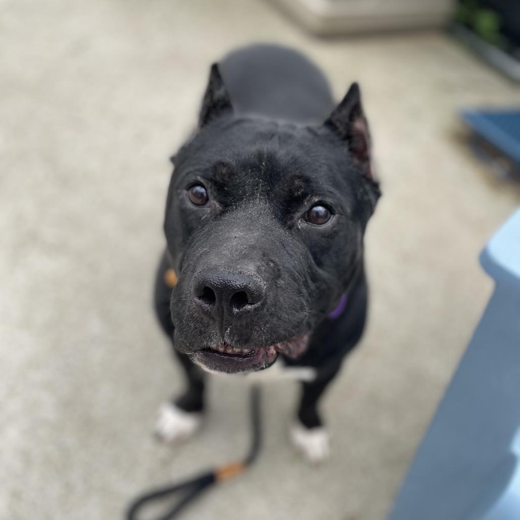 Bruce, a Adoptable Mixed Breed in Edwardsville, IL image 5/6