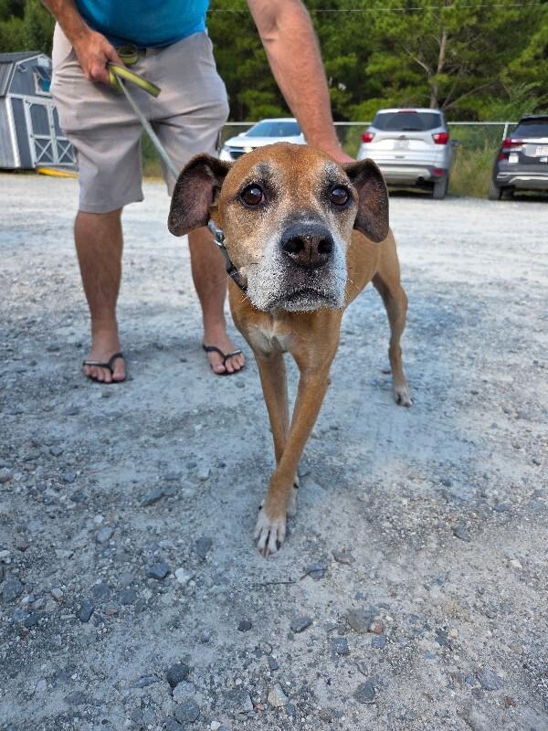 Bubba, Adoptable, Adult Male Boxer & Mixed Breed.