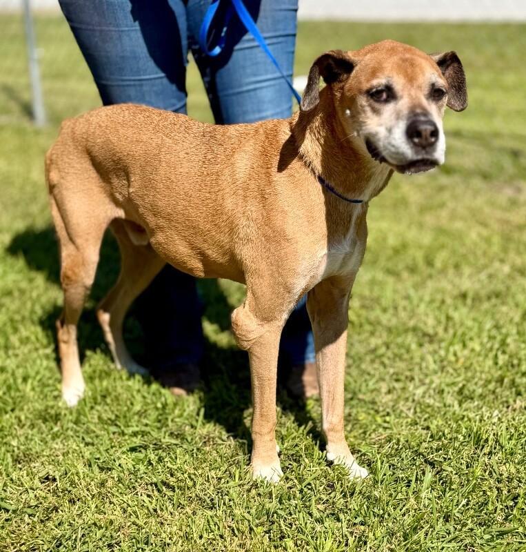 Enlarge Bubba, a Adoptable mixed breed in Burgaw, NC image 2/4