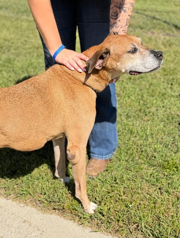 Enlarge Bubba, a Adoptable mixed breed in Burgaw, NC image 3/4