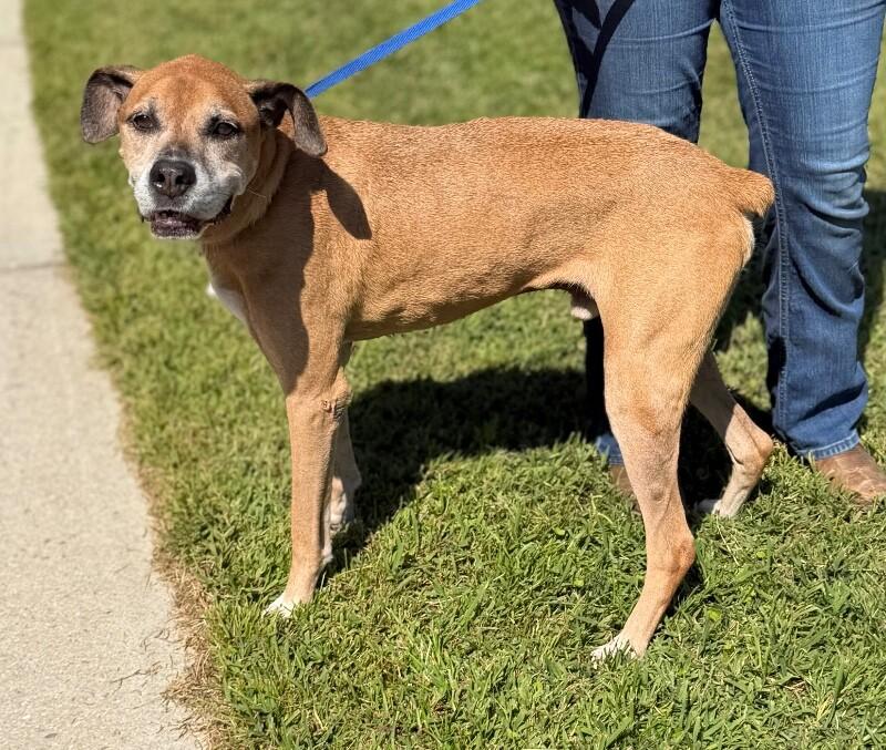Enlarge Bubba, a Adoptable mixed breed in Burgaw, NC image 4/4