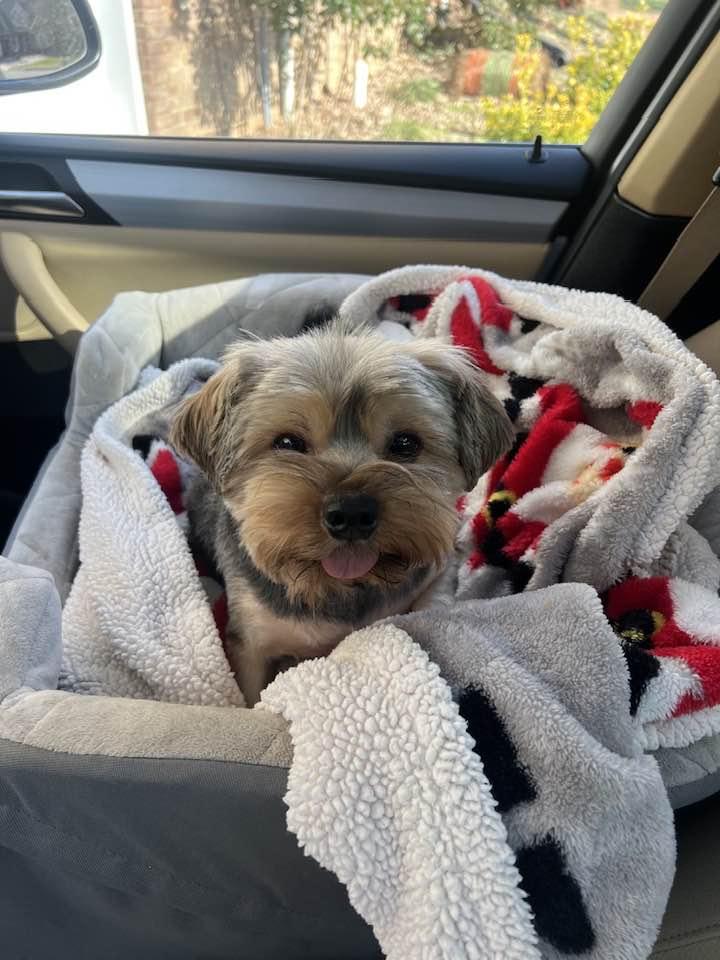 Enlarge Winston, a ADOPTABLE Yorkshire Terrier in Antioch, TN image 2/3