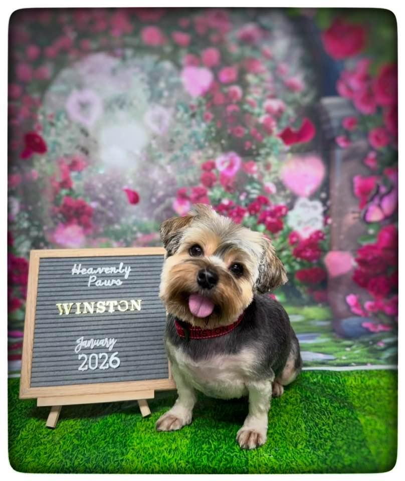 Enlarge Winston, a ADOPTABLE Yorkshire Terrier in Antioch, TN image 1/3