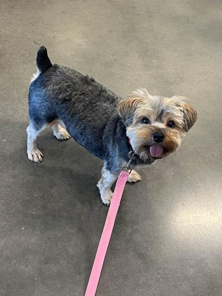 Enlarge Winston, a ADOPTABLE Yorkshire Terrier in Antioch, TN image 3/3