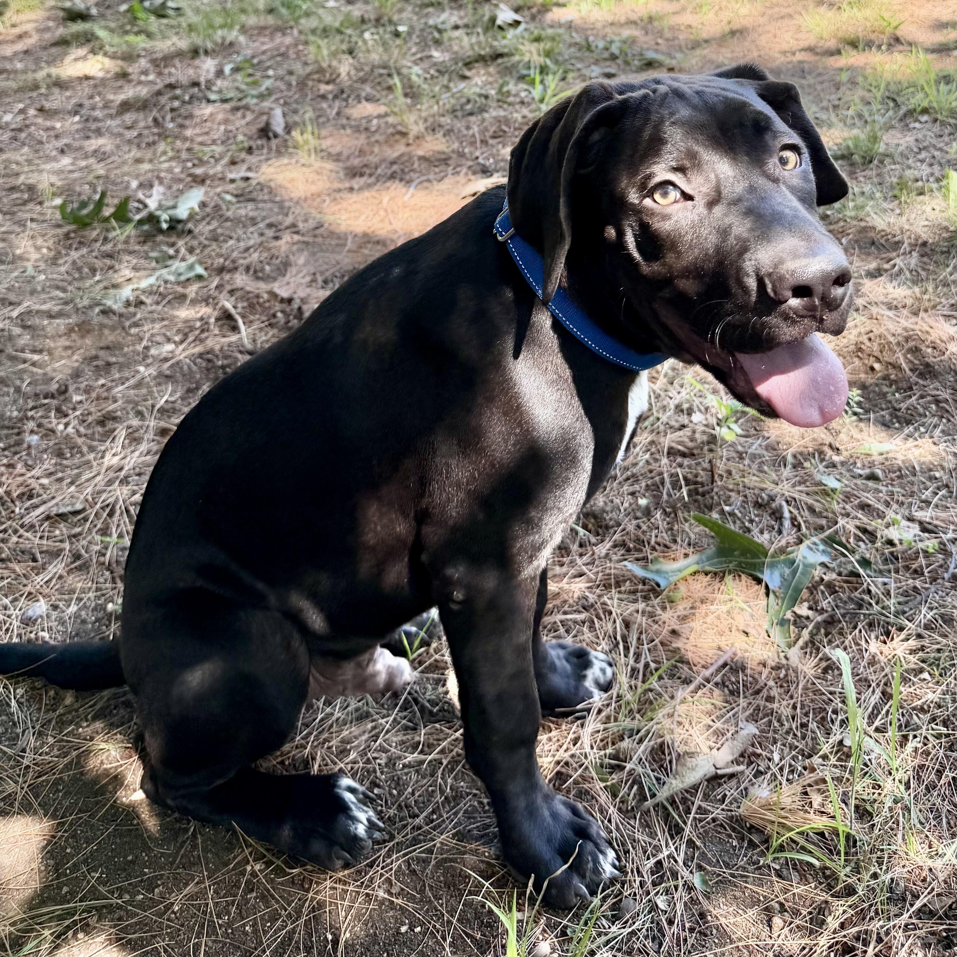 Enlarge Prince, a Adoptable mixed breed in Concord, NH image 5/6