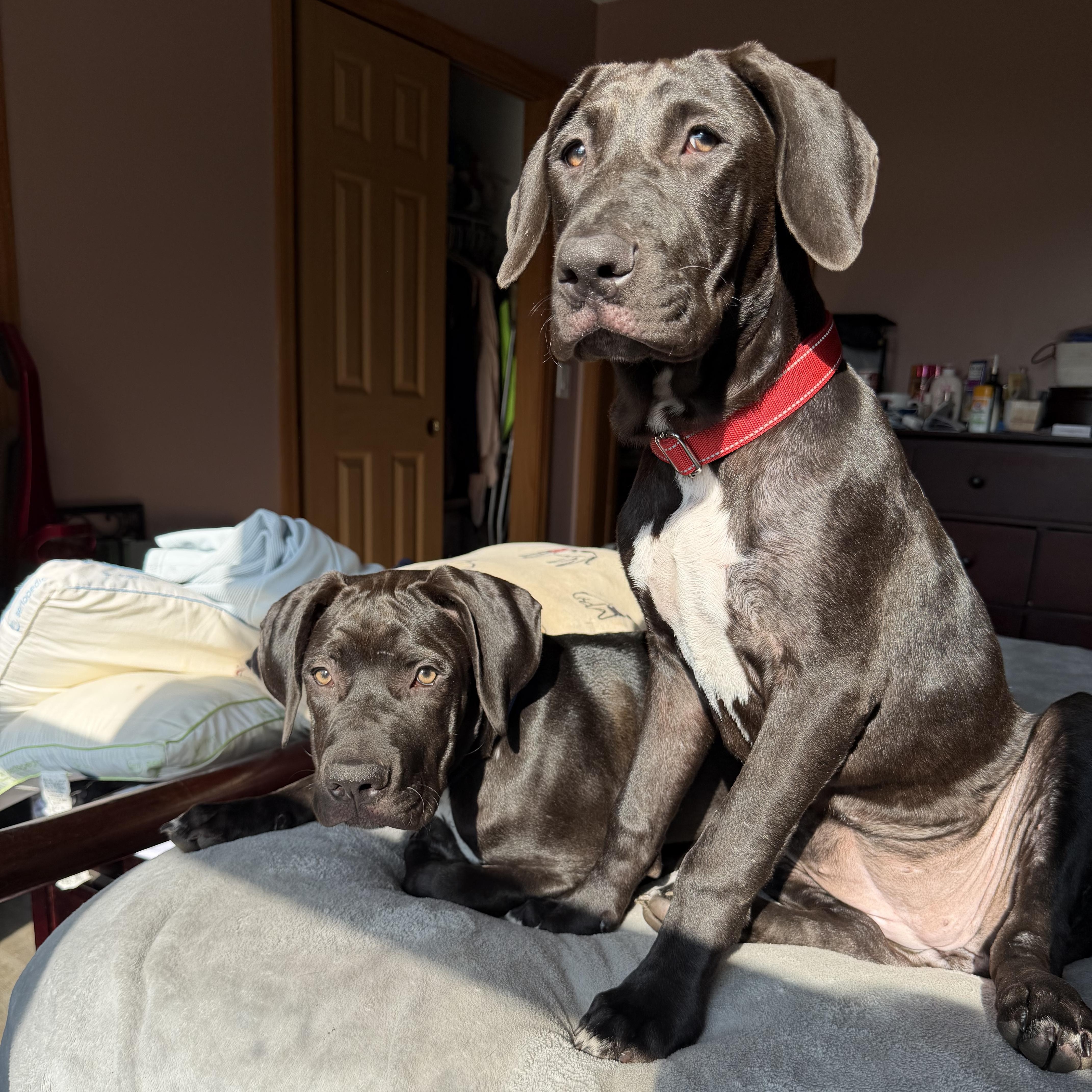 Enlarge Prince, a Adoptable mixed breed in Concord, NH image 2/6