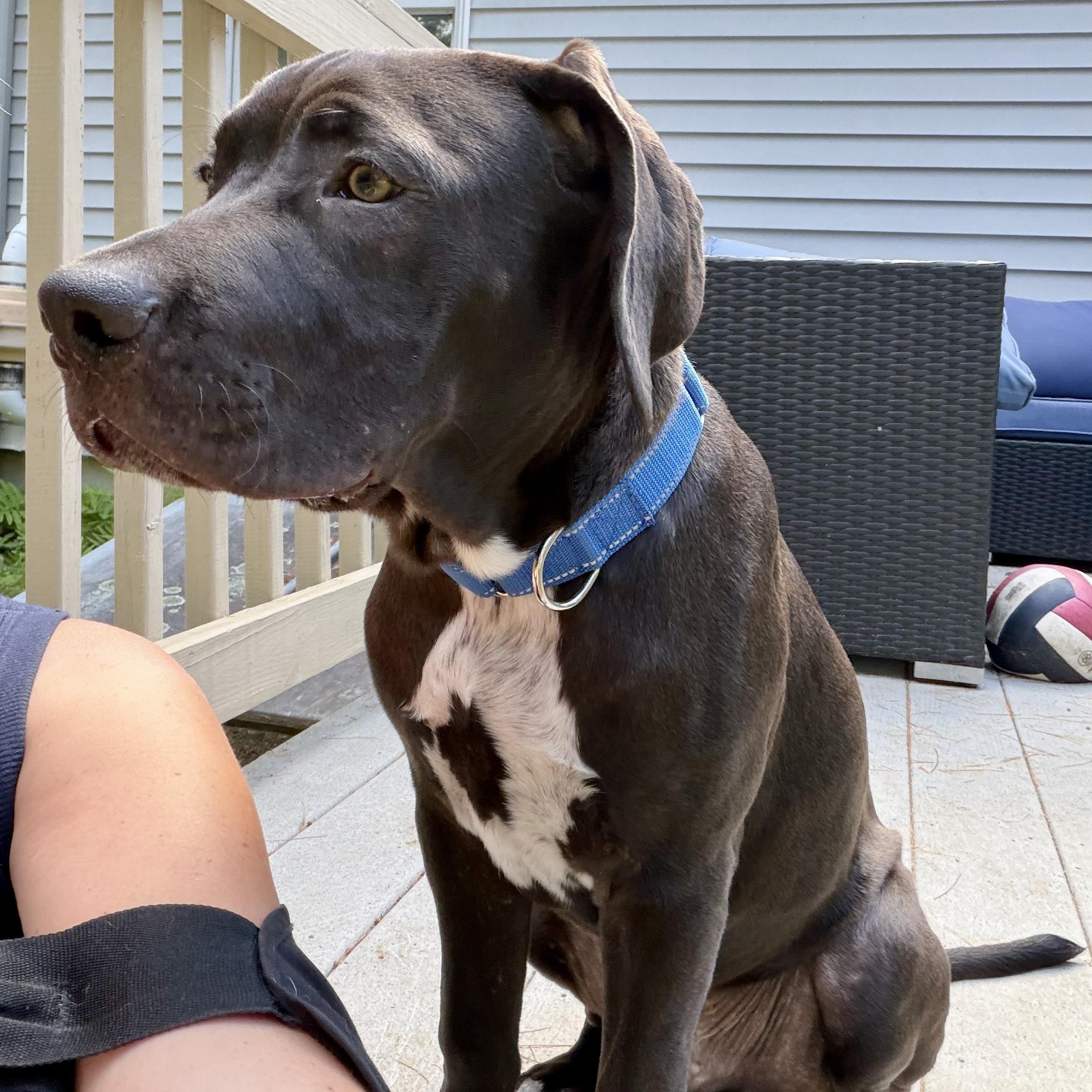 Enlarge Prince, a Adoptable mixed breed in Concord, NH image 1/6