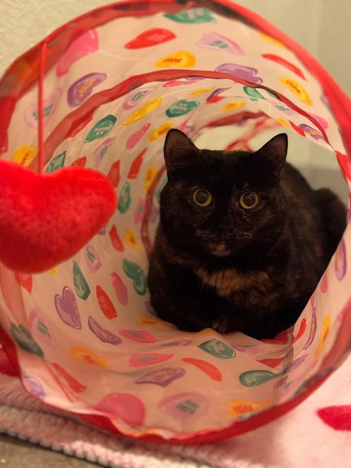 Enlarge Peanut, a ADOPTABLE mixed breed in Austintown, OH image 1/3