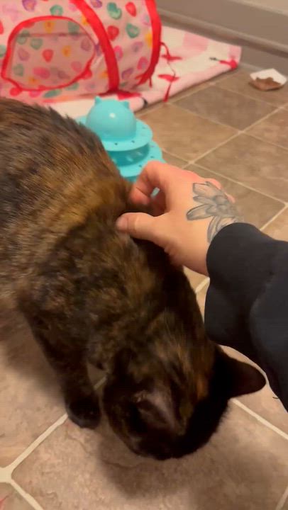 Enlarge Peanut, a ADOPTABLE mixed breed in Austintown, OH video 2/3