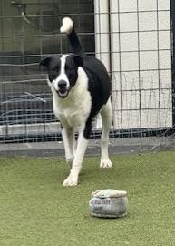 Enlarge charlotte, a Adoptable mixed breed in kingsport, TN image 2/6