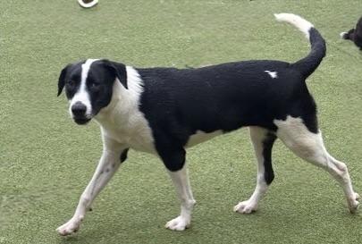 Enlarge charlotte, a Adoptable mixed breed in kingsport, TN image 3/6