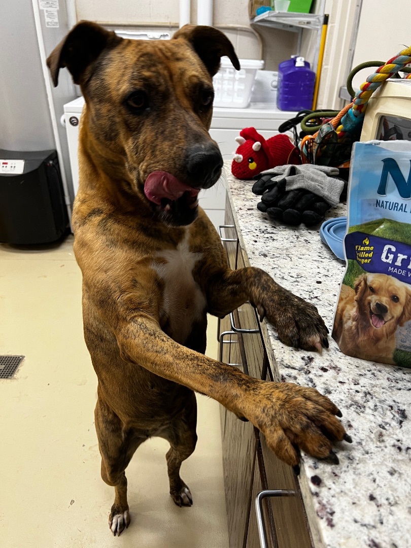 Enlarge Phoebe, an adoptable mixed breed in Tullahoma, TN image 1/6