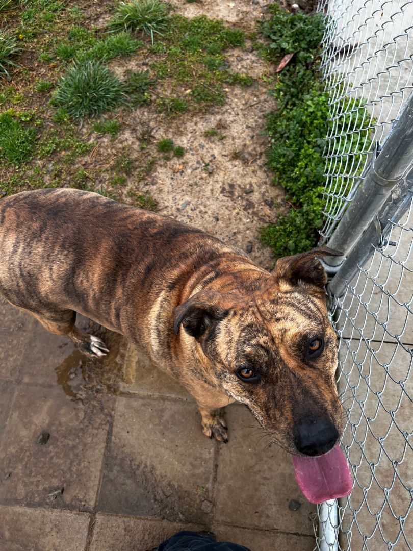 Enlarge Phoebe, an adoptable mixed breed in Tullahoma, TN image 2/6