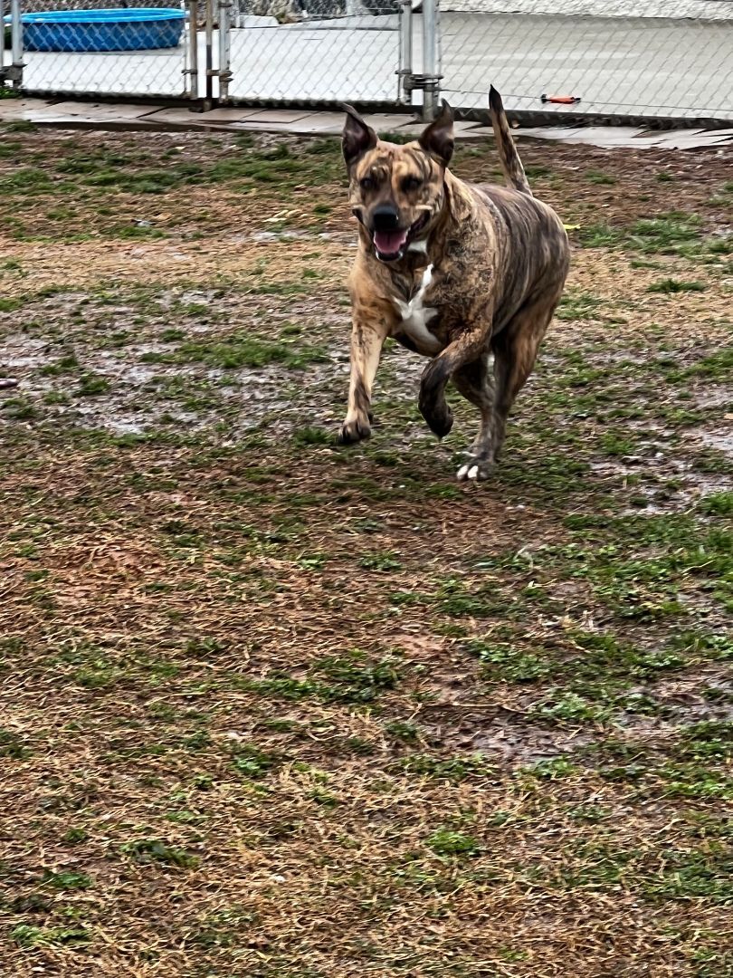Enlarge Phoebe, an adoptable mixed breed in Tullahoma, TN image 3/6