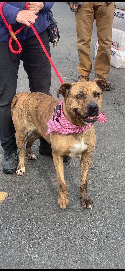 Enlarge Phoebe, an adoptable mixed breed in Tullahoma, TN image 4/6