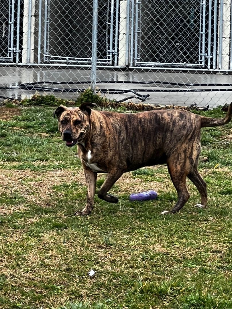 Enlarge Phoebe, an adoptable mixed breed in Tullahoma, TN image 5/6