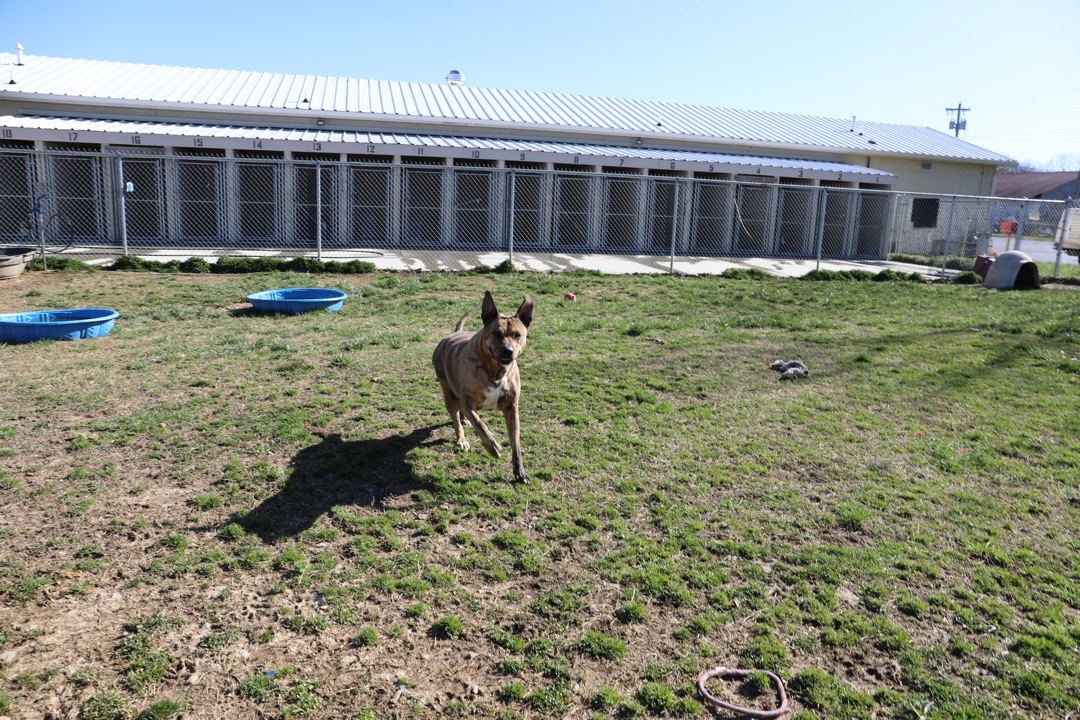 Enlarge Phoebe, an adoptable mixed breed in Tullahoma, TN image 6/6