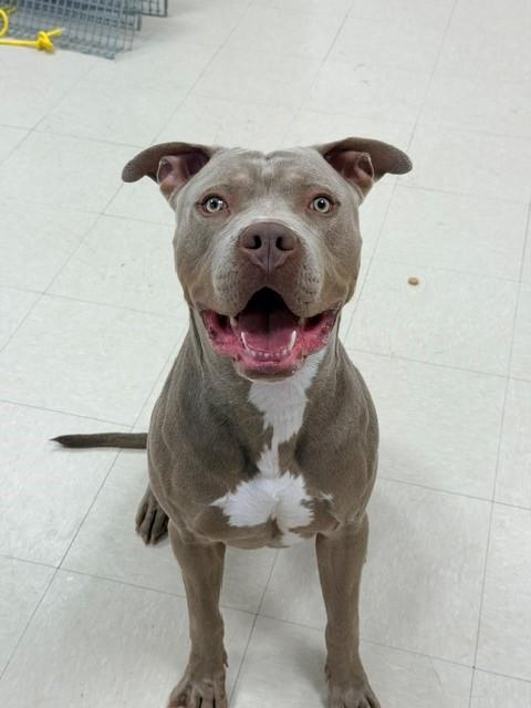 Kash , ADOPTABLE, Young Male Pit Bull Terrier.