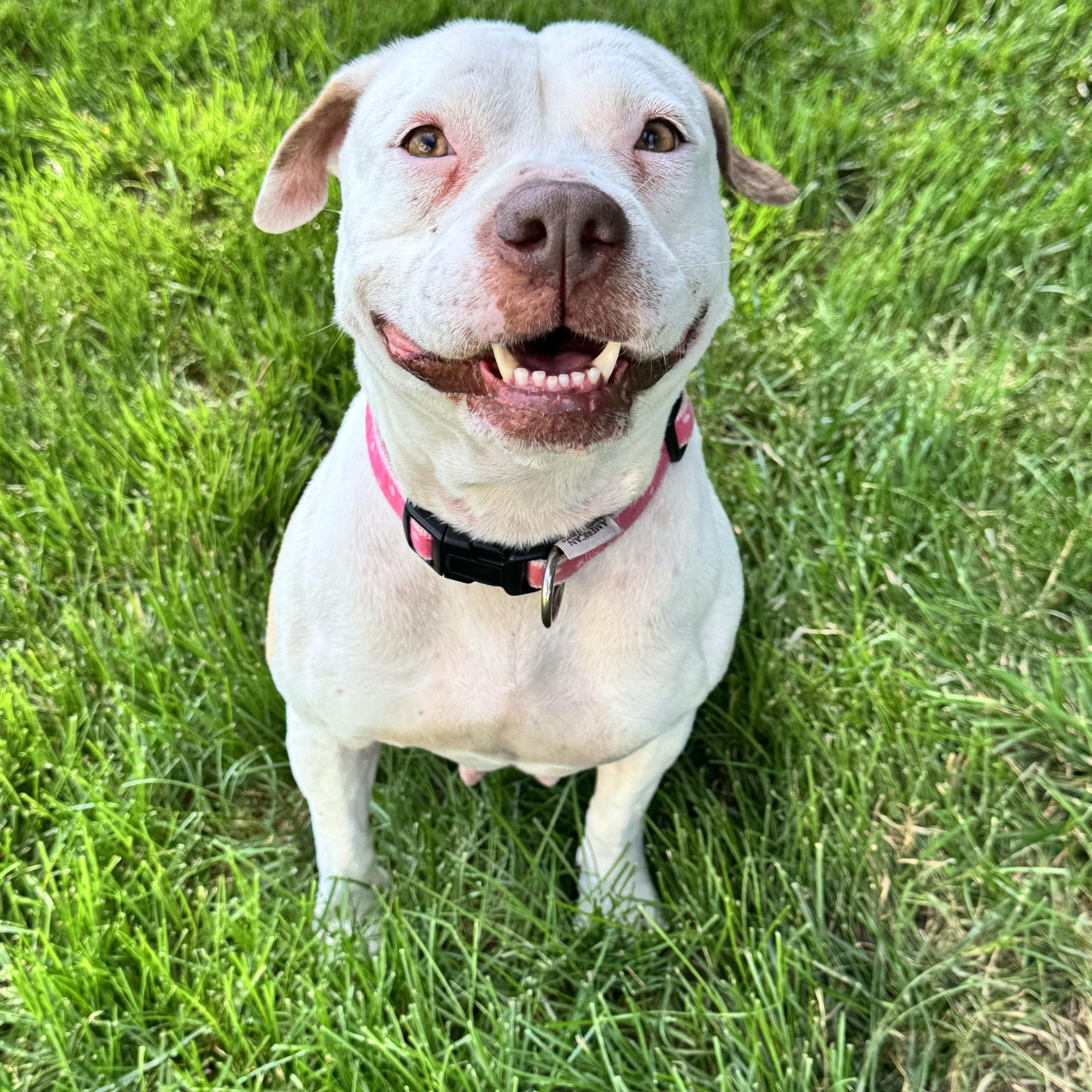 Baby, a Adoptable Pit Bull Terrier in Gainesville, VA image 3/6