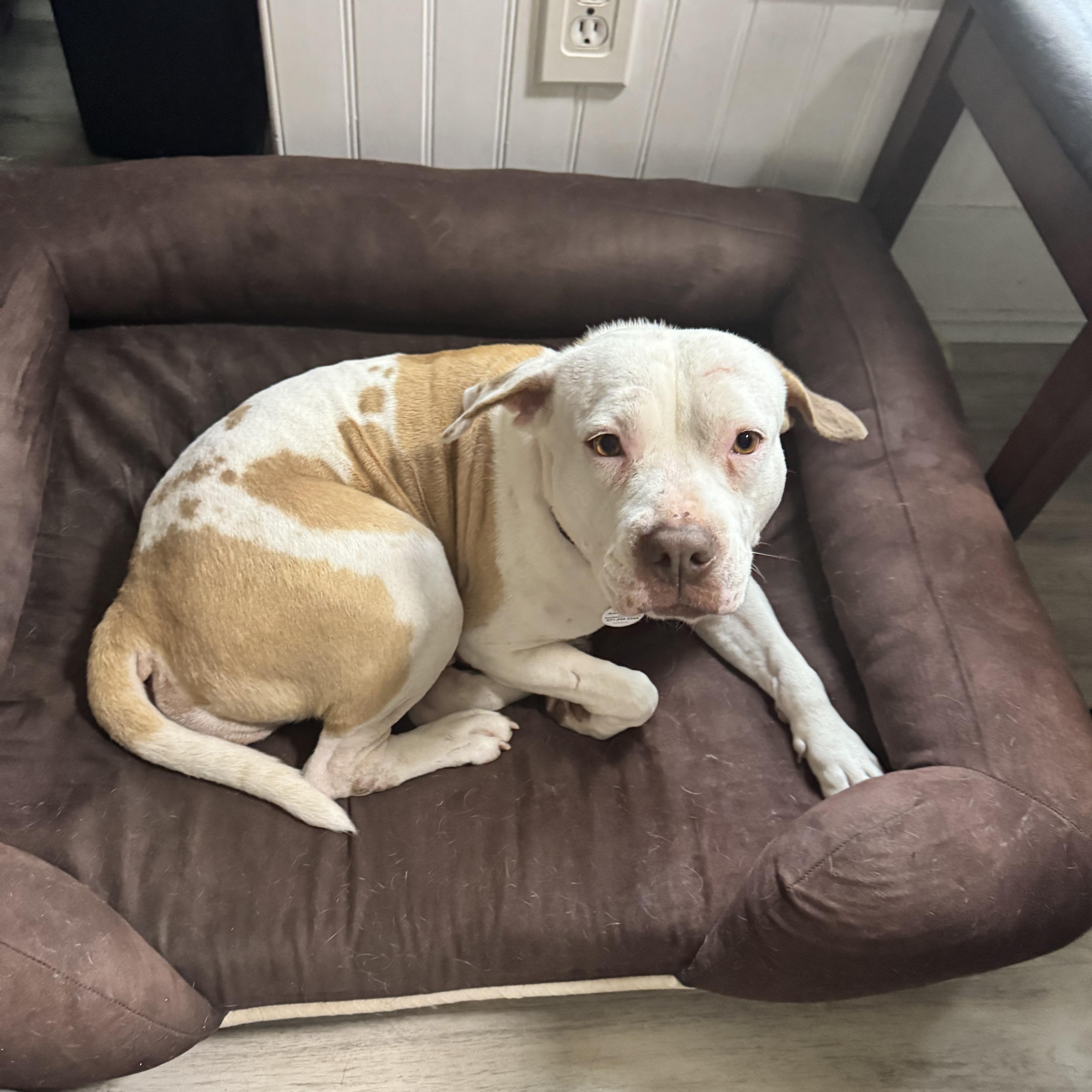 Baby, a Adoptable Pit Bull Terrier in Gainesville, VA image 5/6