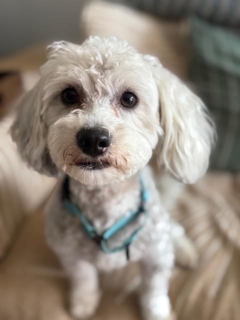 Enlarge Joey, a ADOPTABLE Poodle in Redondo Beach, CA image 1/5