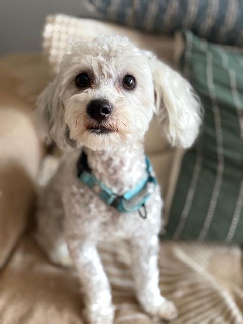Enlarge Joey, a ADOPTABLE Poodle in Redondo Beach, CA image 2/5