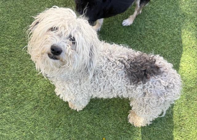 Enlarge Joey, a ADOPTABLE Poodle in Redondo Beach, CA image 5/5