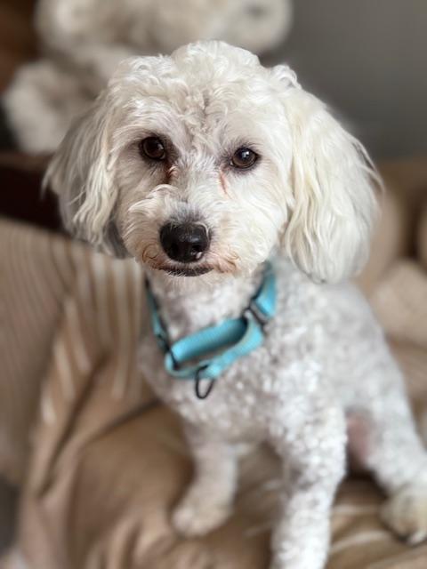 Enlarge Joey, a ADOPTABLE Poodle in Redondo Beach, CA image 4/5