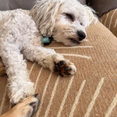 Enlarge Joey, a ADOPTABLE Poodle in Redondo Beach, CA image 3/5