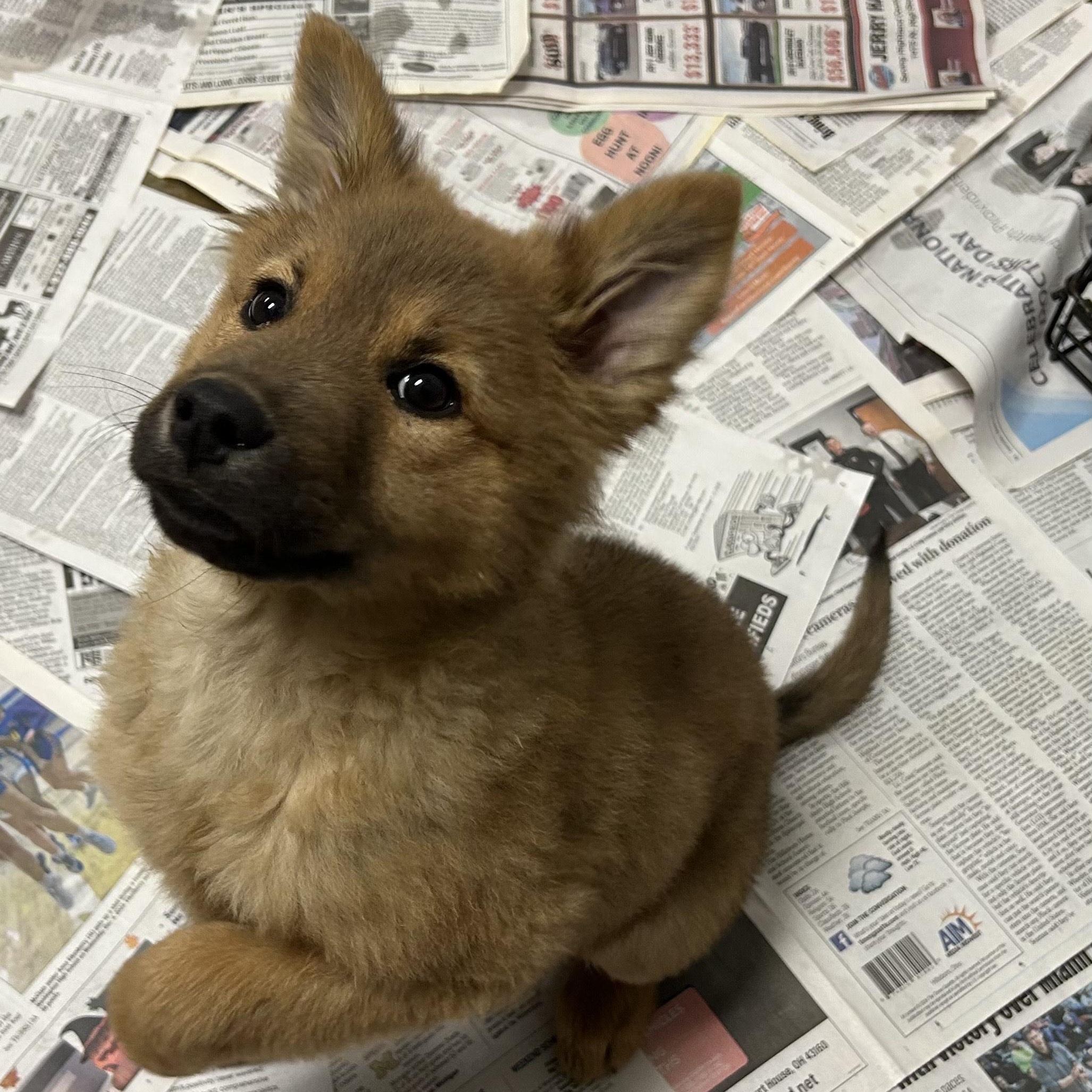 CHARLIE, Adoptable, Puppy Male Chow Chow & Shepherd.