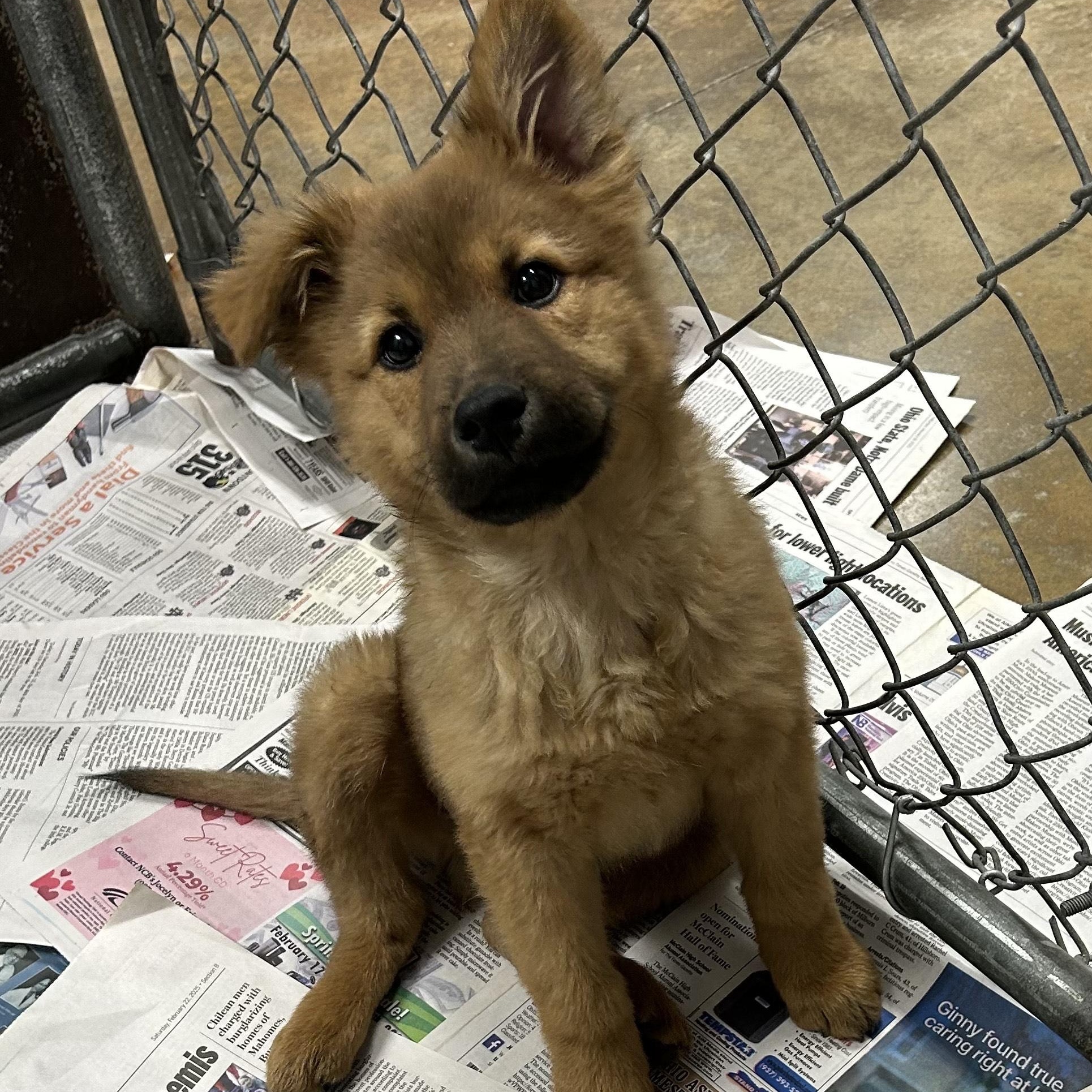 CHARLIE, a Adoptable mixed breed in Wilmington, OH image 2/3