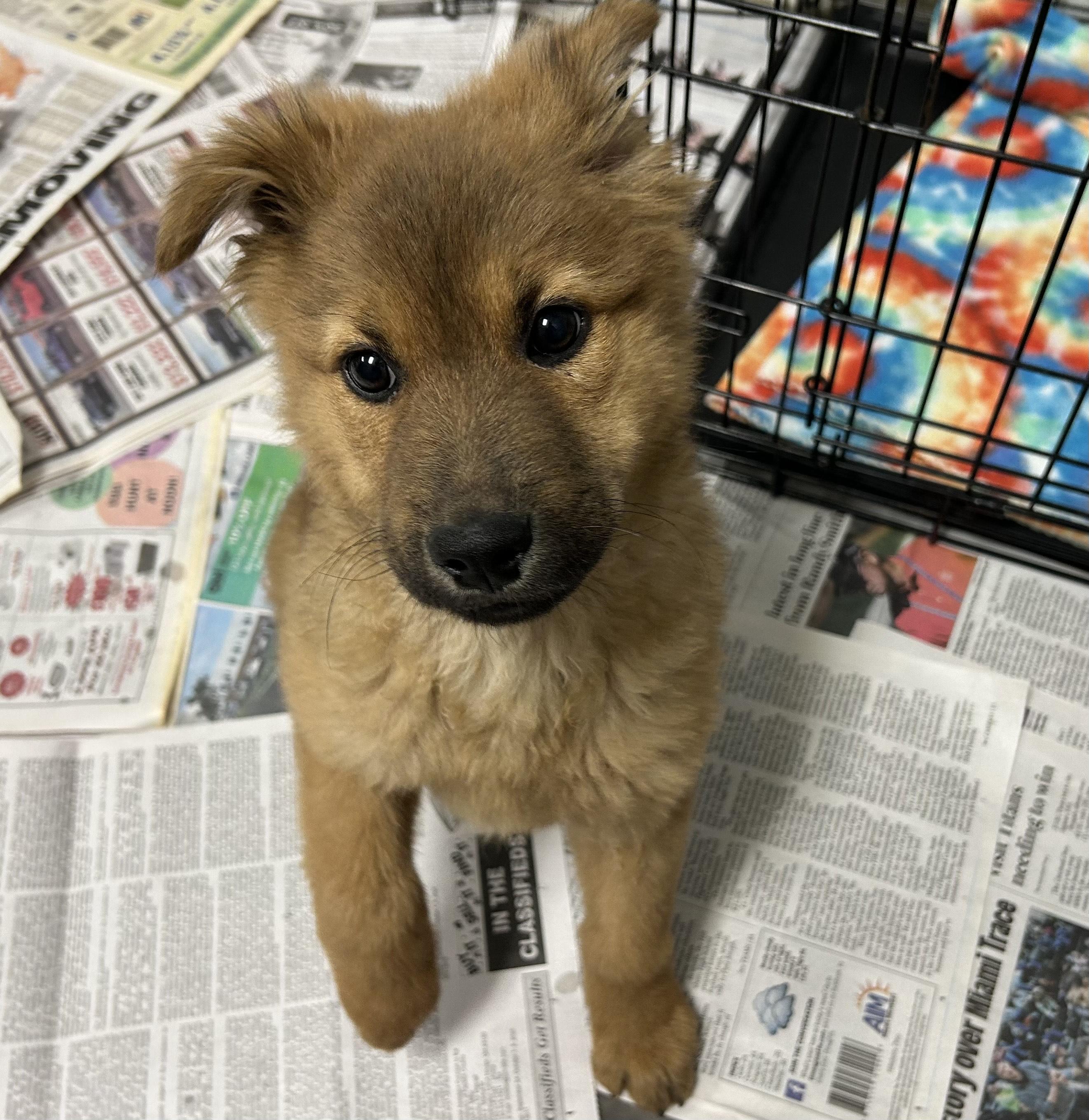 CHARLIE, a Adoptable mixed breed in Wilmington, OH image 3/3