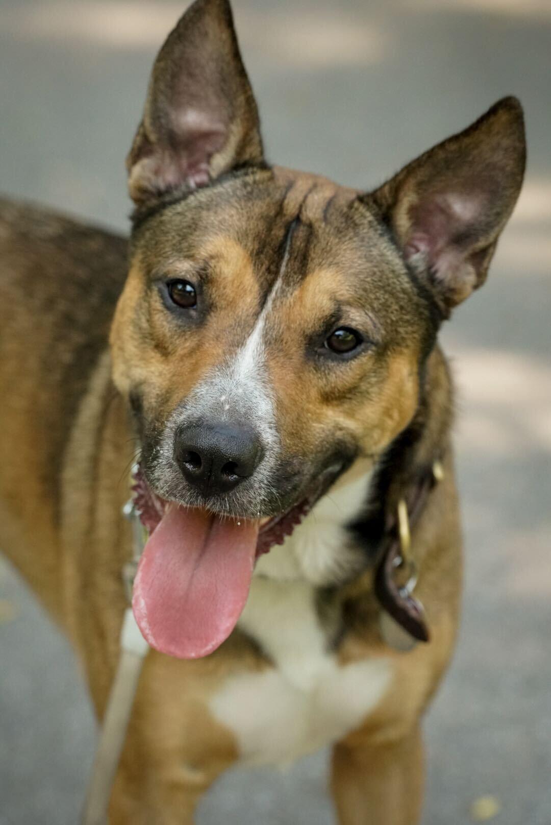 TRAVIS (Foster or Foster to Adopt), a Adoptable mixed breed in Toronto, ON image 5/6