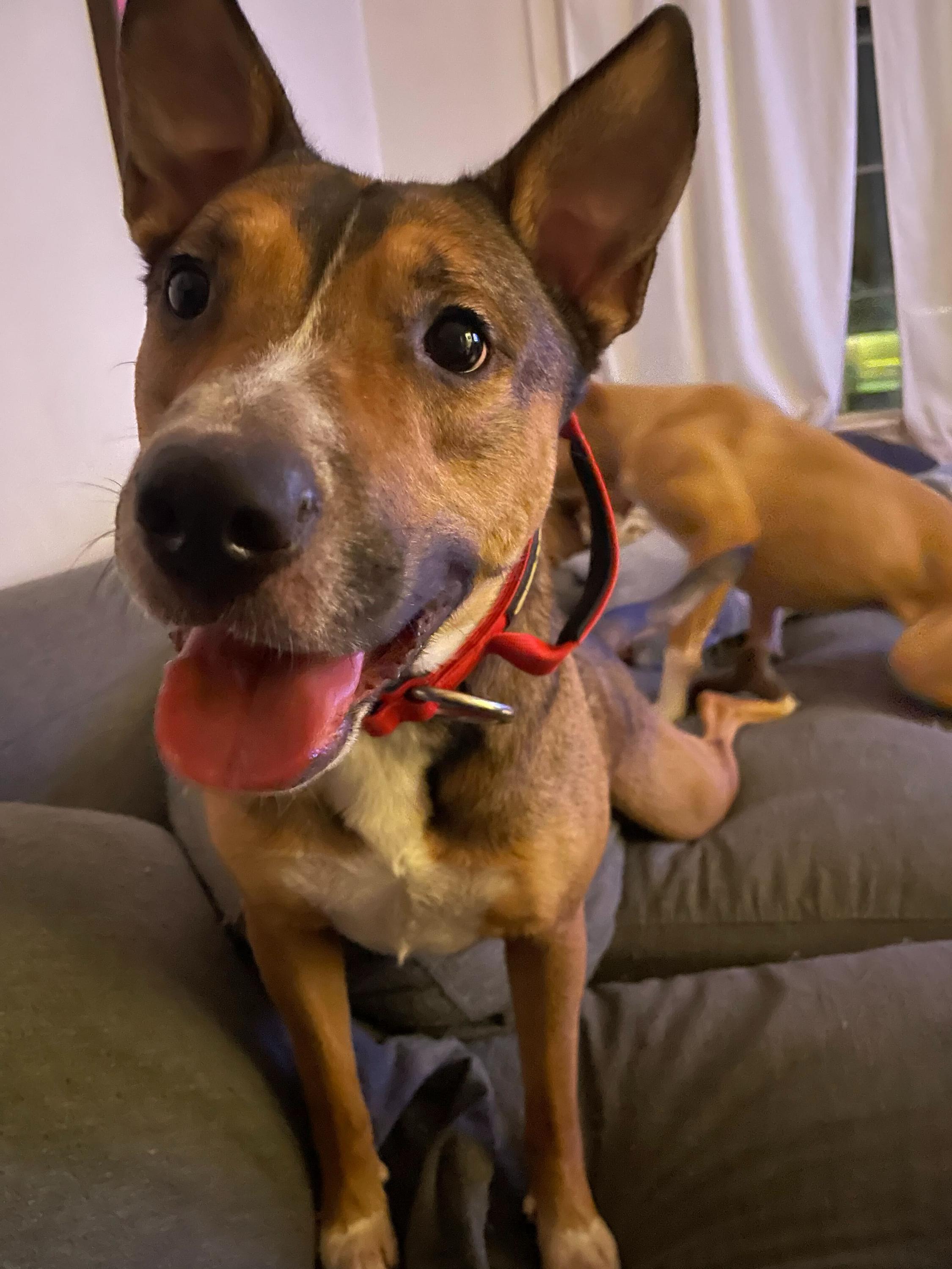 TRAVIS (Foster or Foster to Adopt), a Adoptable mixed breed in Toronto, ON image 1/6