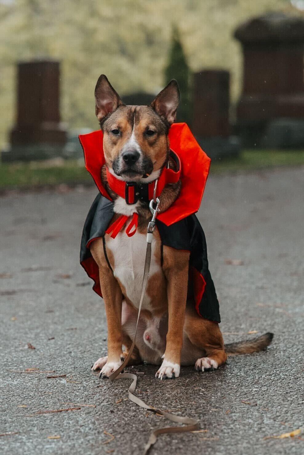 TRAVIS (Foster or Foster to Adopt), a Adoptable mixed breed in Toronto, ON image 4/6