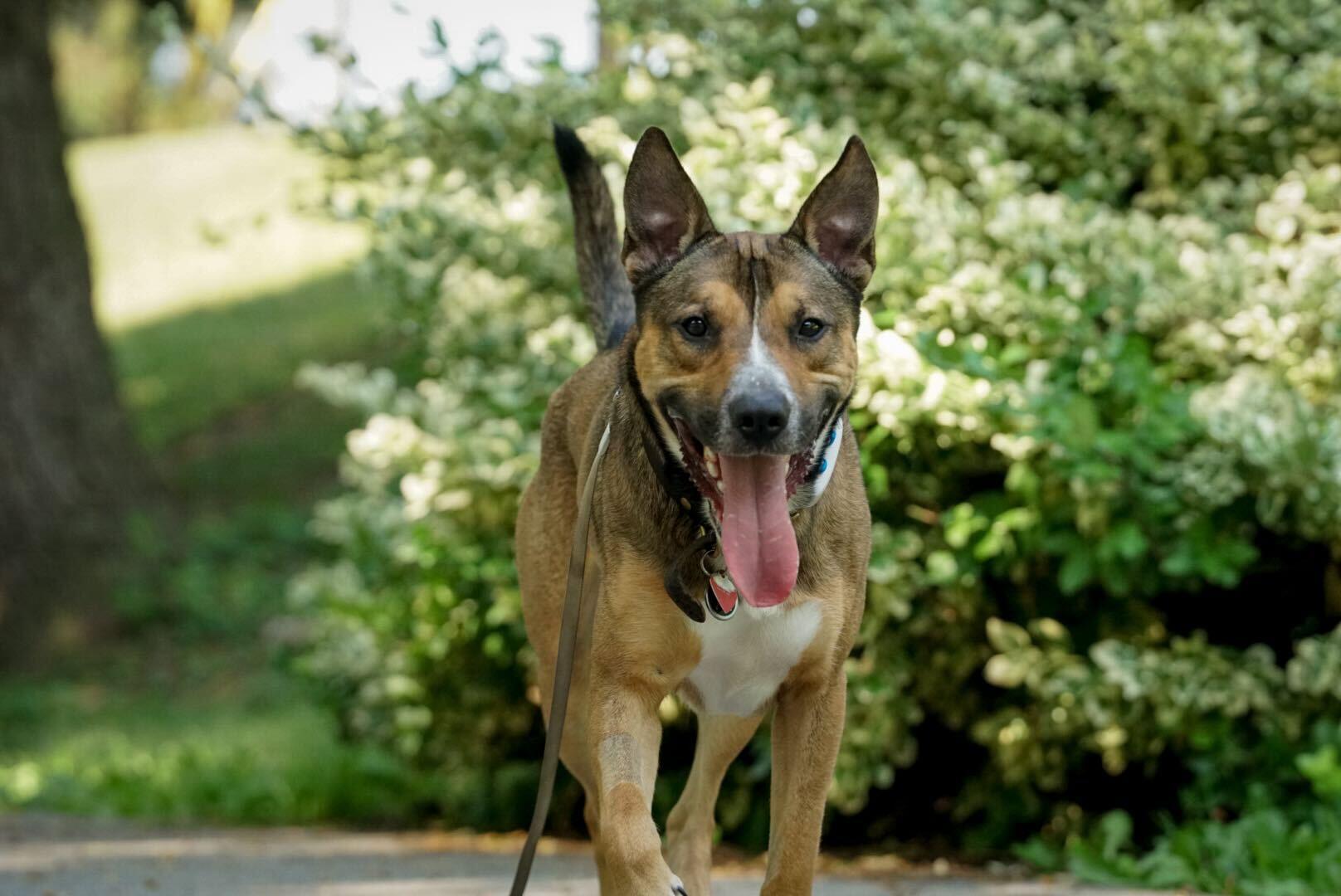 TRAVIS (Foster or Foster to Adopt), a Adoptable mixed breed in Toronto, ON image 2/6