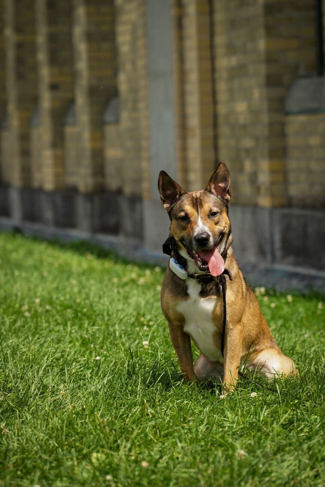 TRAVIS (Foster or Foster to Adopt), a Adoptable mixed breed in Toronto, ON image 3/6