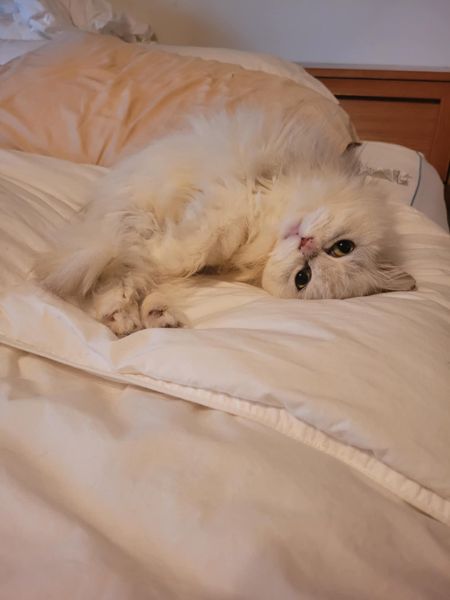 Luna, a Adoptable Persian in North Myrtle Beach, SC image 1/6