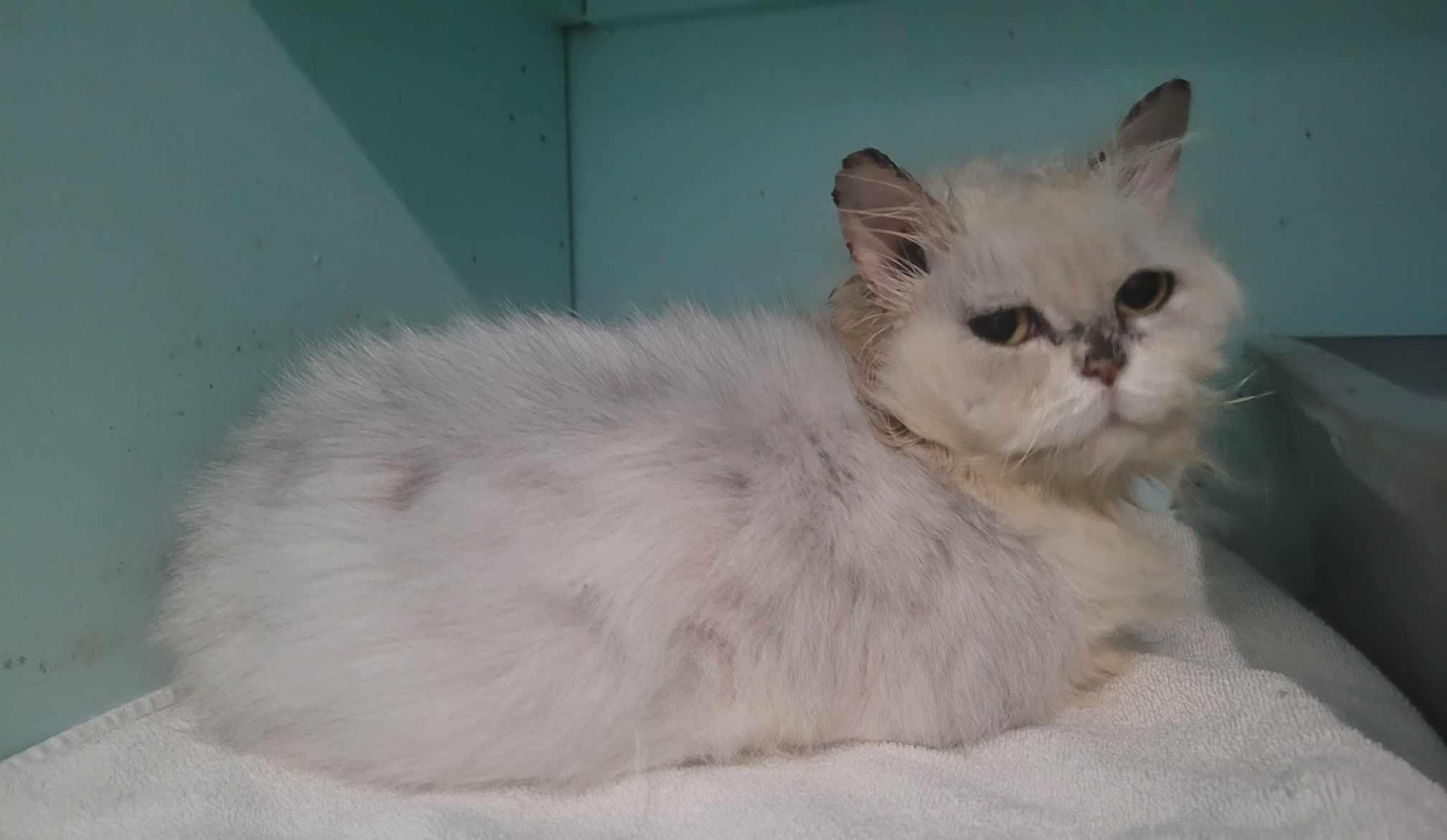 Luna, an adoptable Persian in North Myrtle Beach, SC, 29582 | Photo Image 4