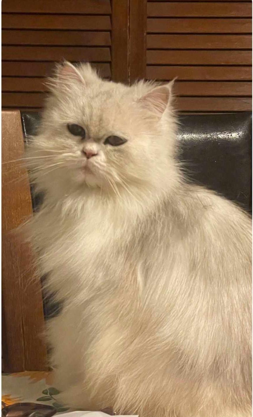 Luna, an adoptable Persian in North Myrtle Beach, SC, 29582 | Photo Image 5