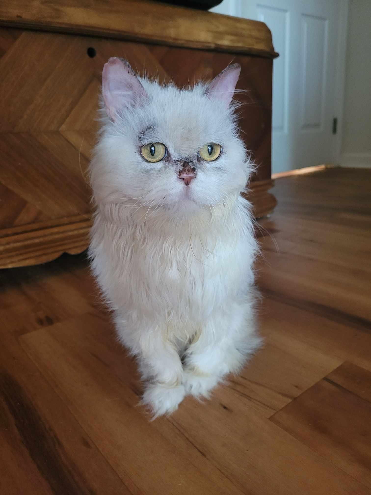 Luna, a Adoptable Persian in North Myrtle Beach, SC image 3/6