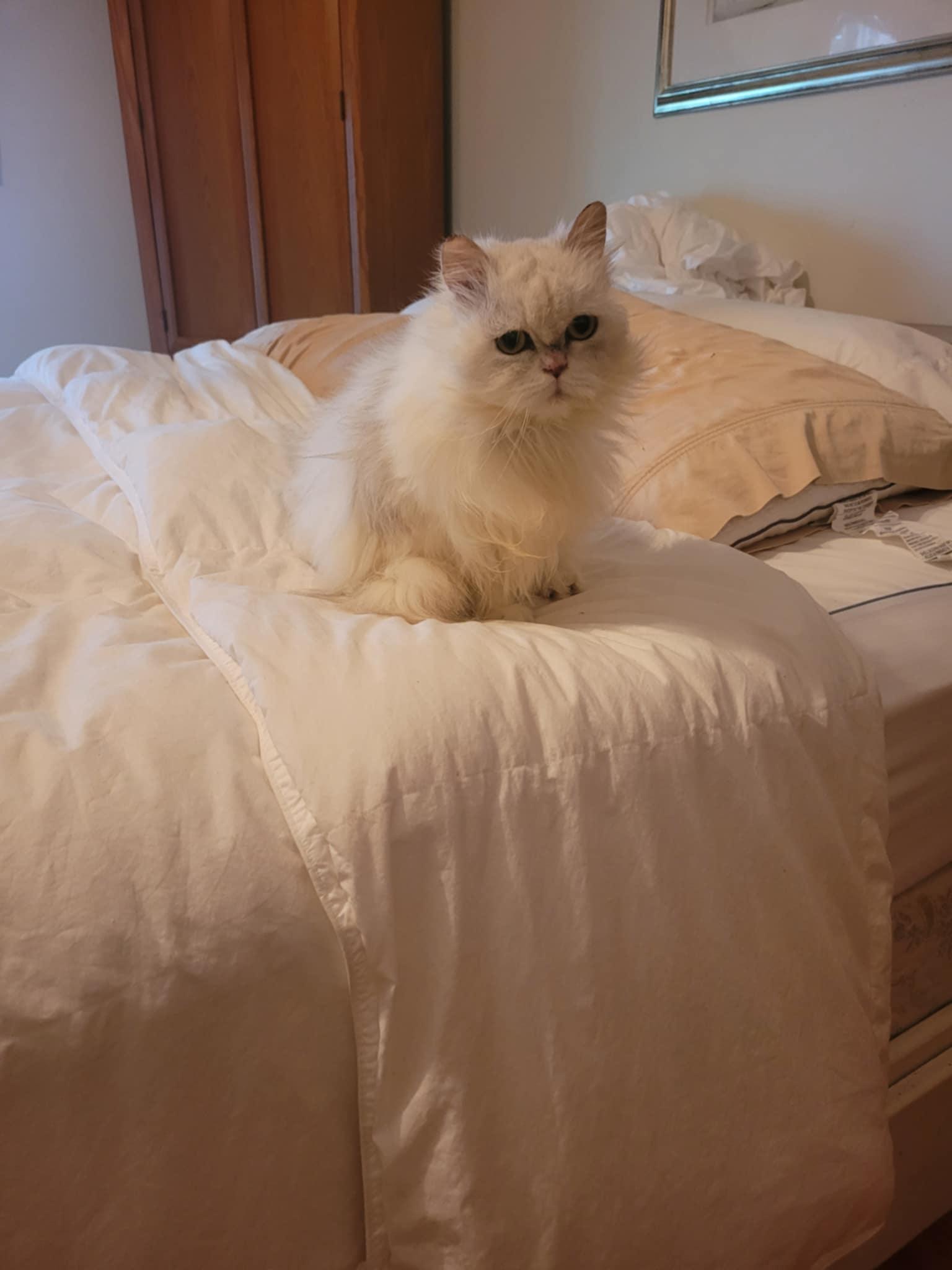 Luna, an adoptable Persian in North Myrtle Beach, SC, 29582 | Photo Image 6