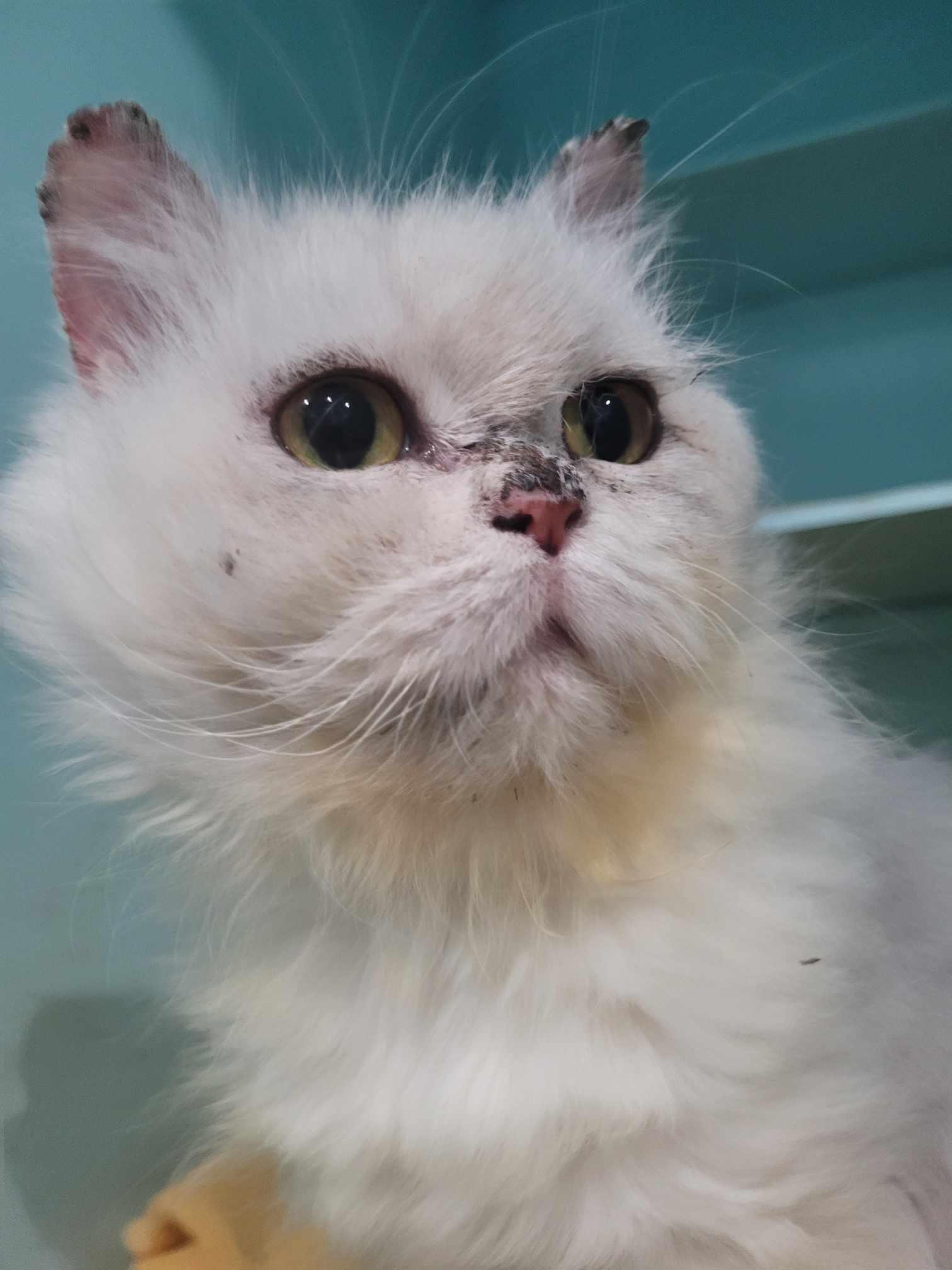 Luna, an adoptable Persian in North Myrtle Beach, SC, 29582 | Photo Image 2