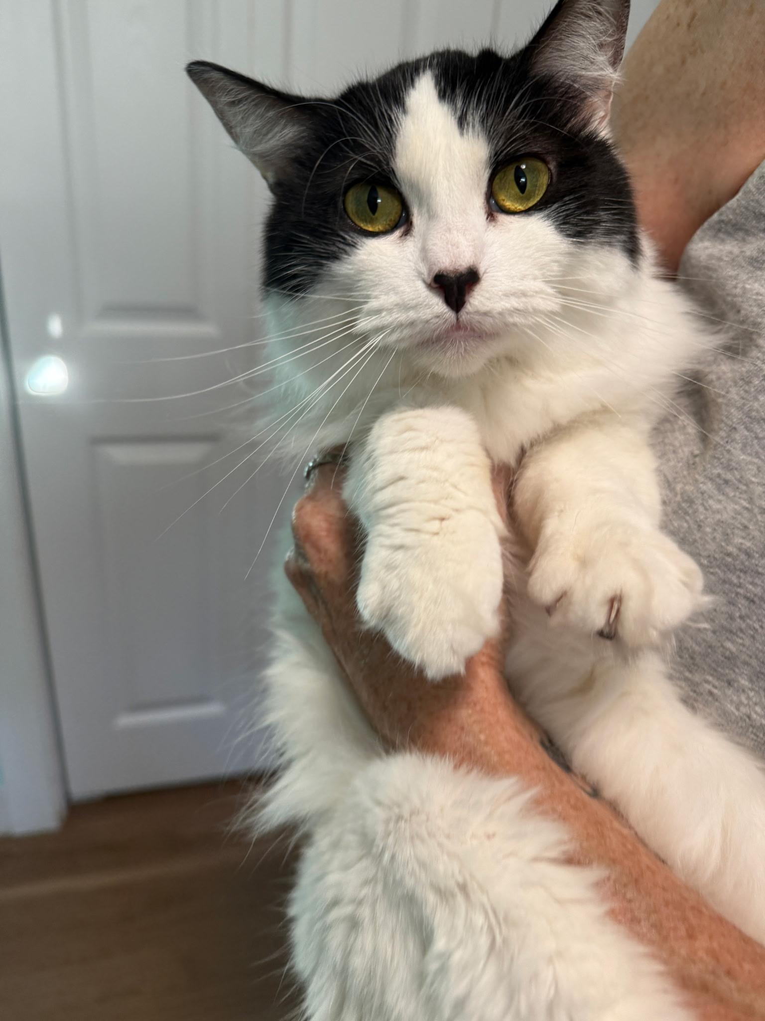 Princess, a Adoptable Domestic Medium Hair in Holland, MI image 3/4