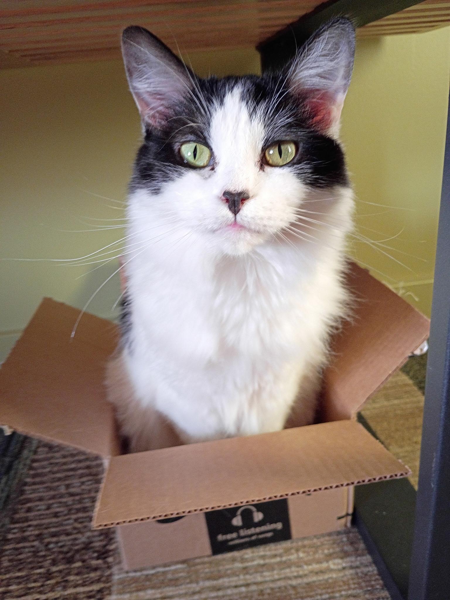 Princess, Adoptable, Adult Female Domestic Medium Hair.